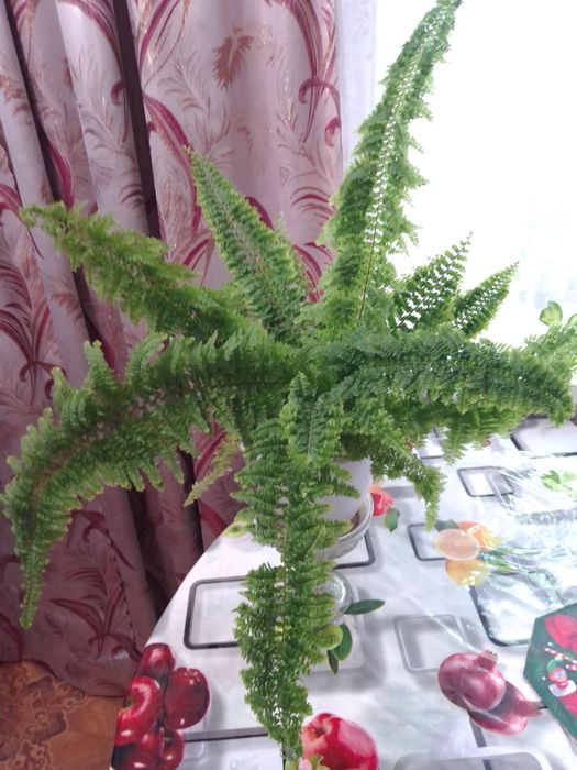 Папоротник махровый