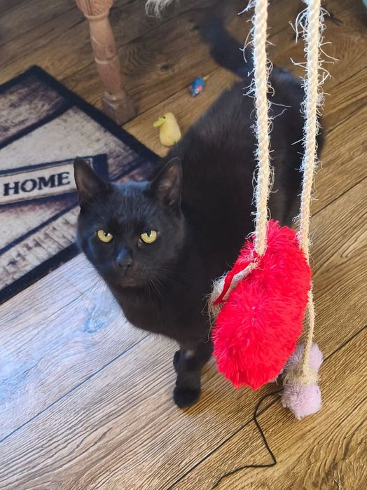 Czarny kocurek szuka domku