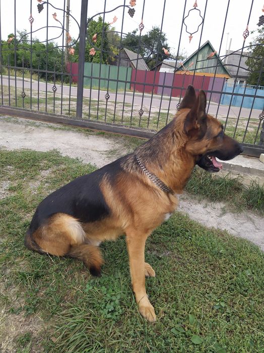 Цуценята німецької вівчарки. 2 дівчинки.