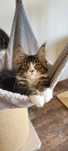 Sprzedam śliczną kotkę Maine Coon