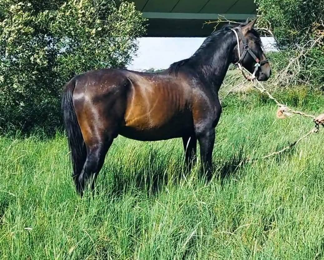 Poldros de 4 anos montado e engatado