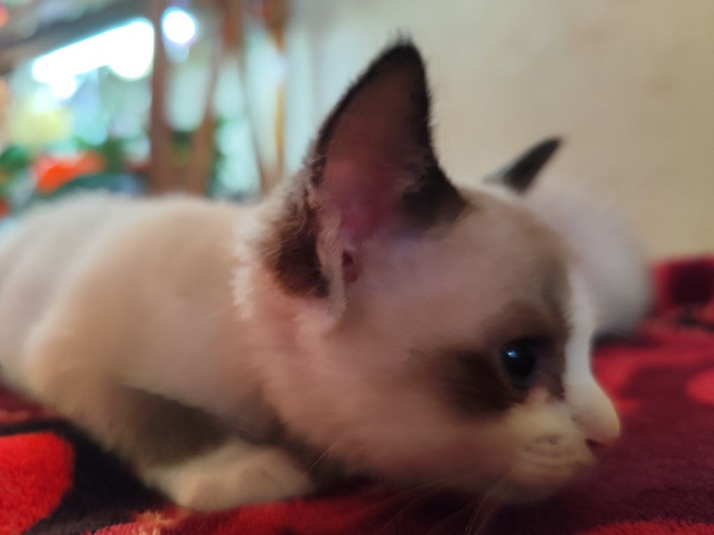 Сіамські кошенята