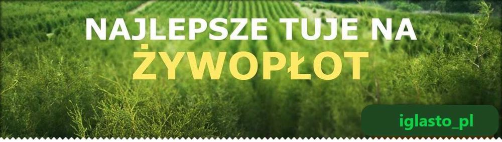 Tuja Brabant 130-150 cm na szybki żywopłot Kopane z gruntu