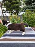 Whels Corgi Cardingan
