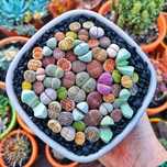 Литопсы семена 54 вида литопсов, литопс, живые камни, Lithops