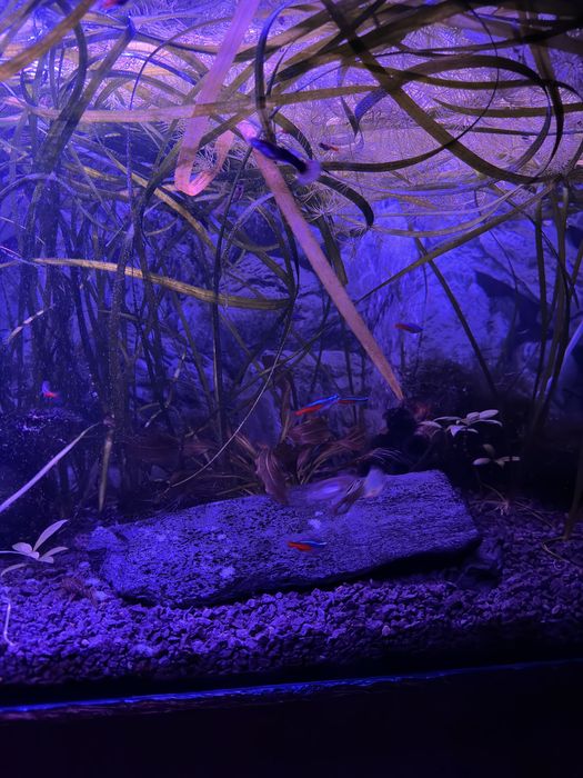 Akwarium 120 litrów - pełny zestaw z życiem i całym wyposażeniem