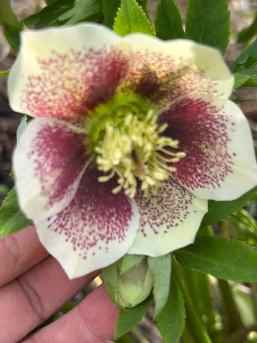 Сіянці морозника, в горщику