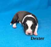 Border Collie, Piesek z Rodowodem, Rodzice przebadani, Dexter