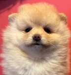Pomeranian  Szpic miniaturowy Suczka