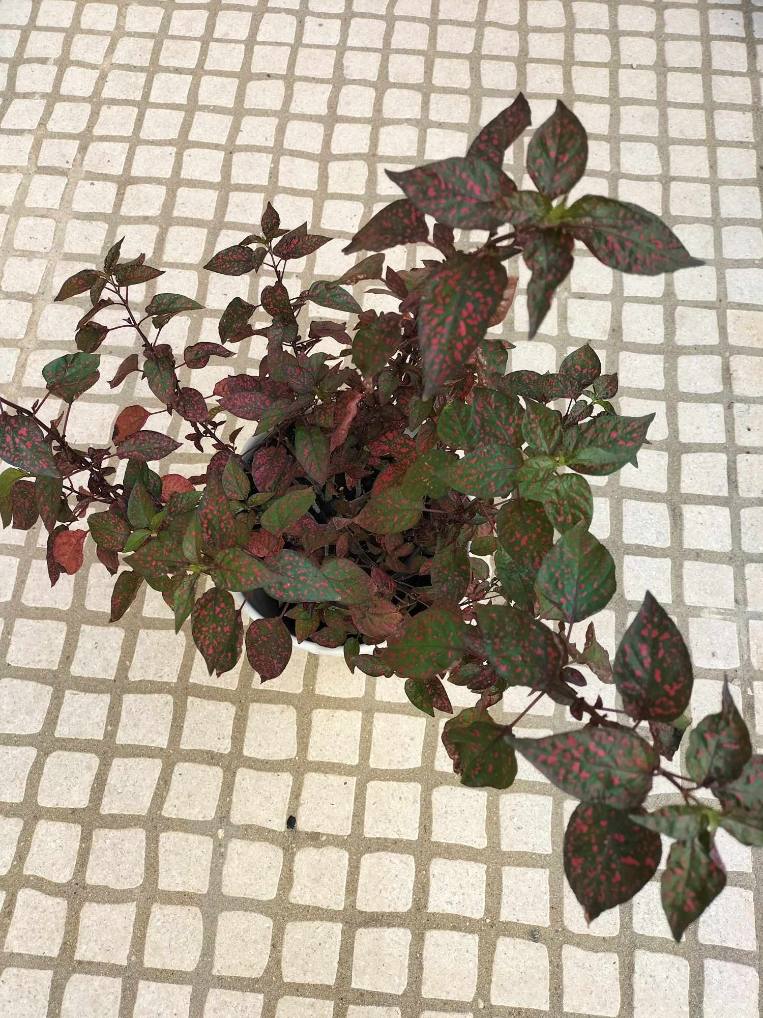Planta serapintada.