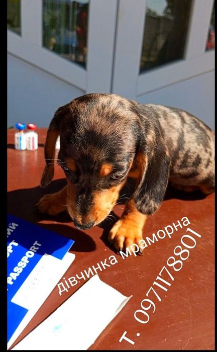 Дівчинка є міні має дуже гарні генетичні дані, мраморна