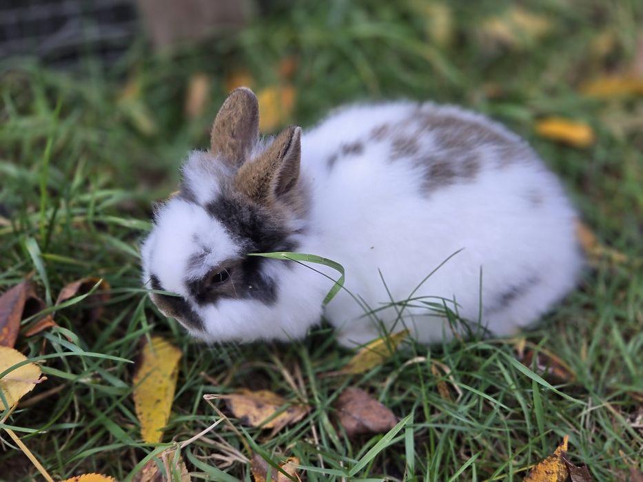 Króliki miniaturki różne umaszczenia małe króliczki