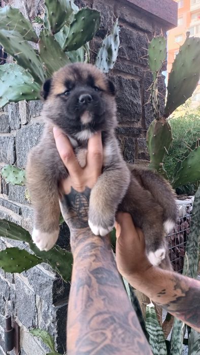 Американська акіта