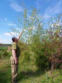 продам корни Бамбук Phyllostachys Bissetii