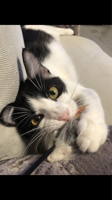 Кошечка в добрые руки СРОЧНО