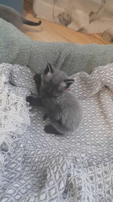 Kotki brytyjskie bez rodowodu