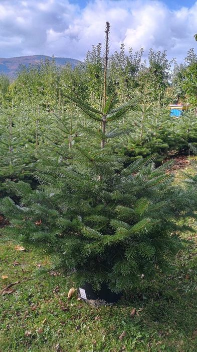 Choinki świąteczne -  jodła kaukaska