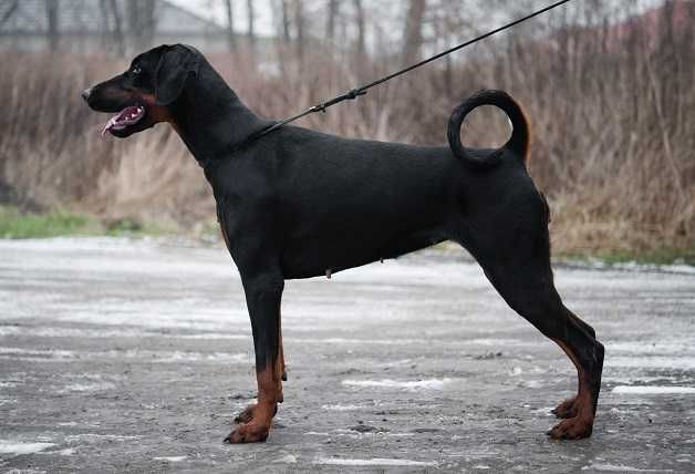 Doberman szczeniak FCI piesek czarny