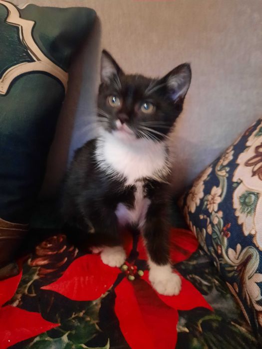 Dwa śliczne małe kotki oddam w dobre ręce