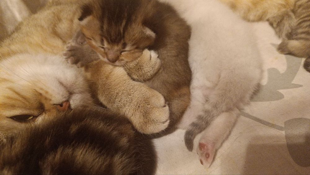 Шотландские котята