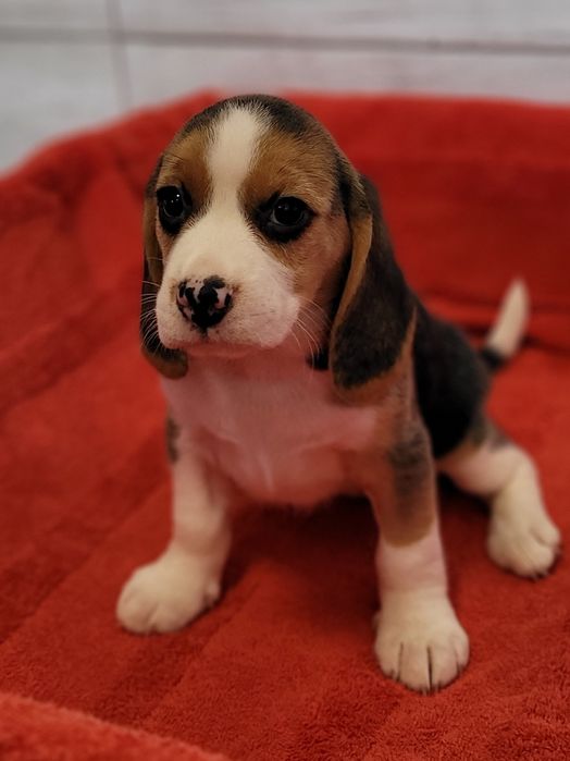 Beagle Szczeniak Maluch Śliczny