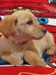 Golden retriever złota sunia do odbioru