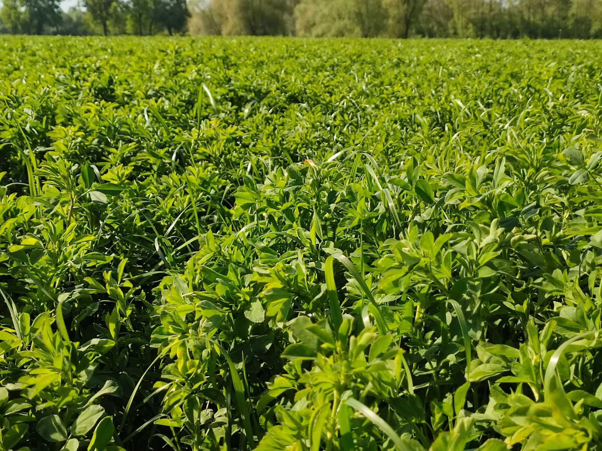 Sprzedam lucernę, sianokiszonkę, siano, słomę.