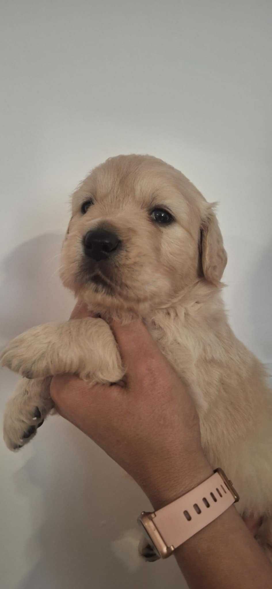 Golden Retriever złoty piesek !!!  Związek Kynologiczny w Polsce.
