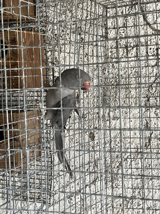 Ring Necks 2025 anilhados