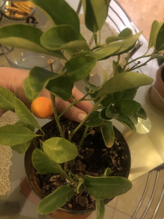 Sadzinka mini mandarynki