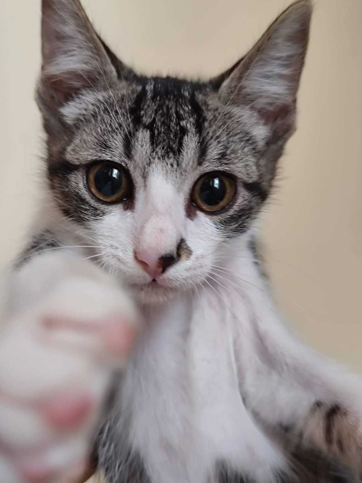 KUKU (Macho, 3 Meses) Para Adoção