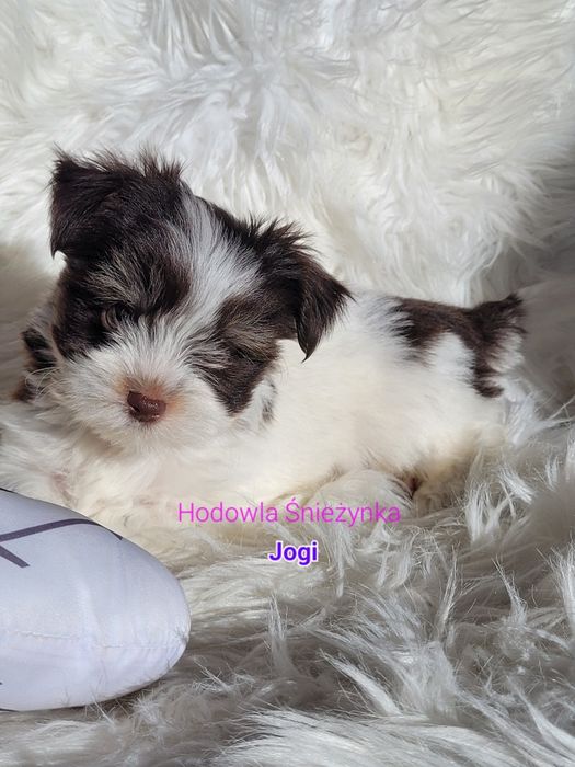 Piesek Morkie York Yorkshire terrier biewer