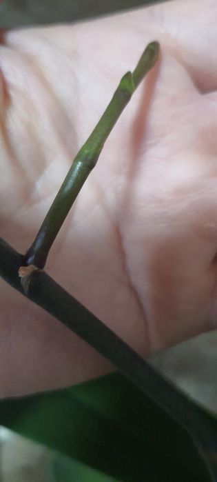 Орхідея Дикий кіт з діткою