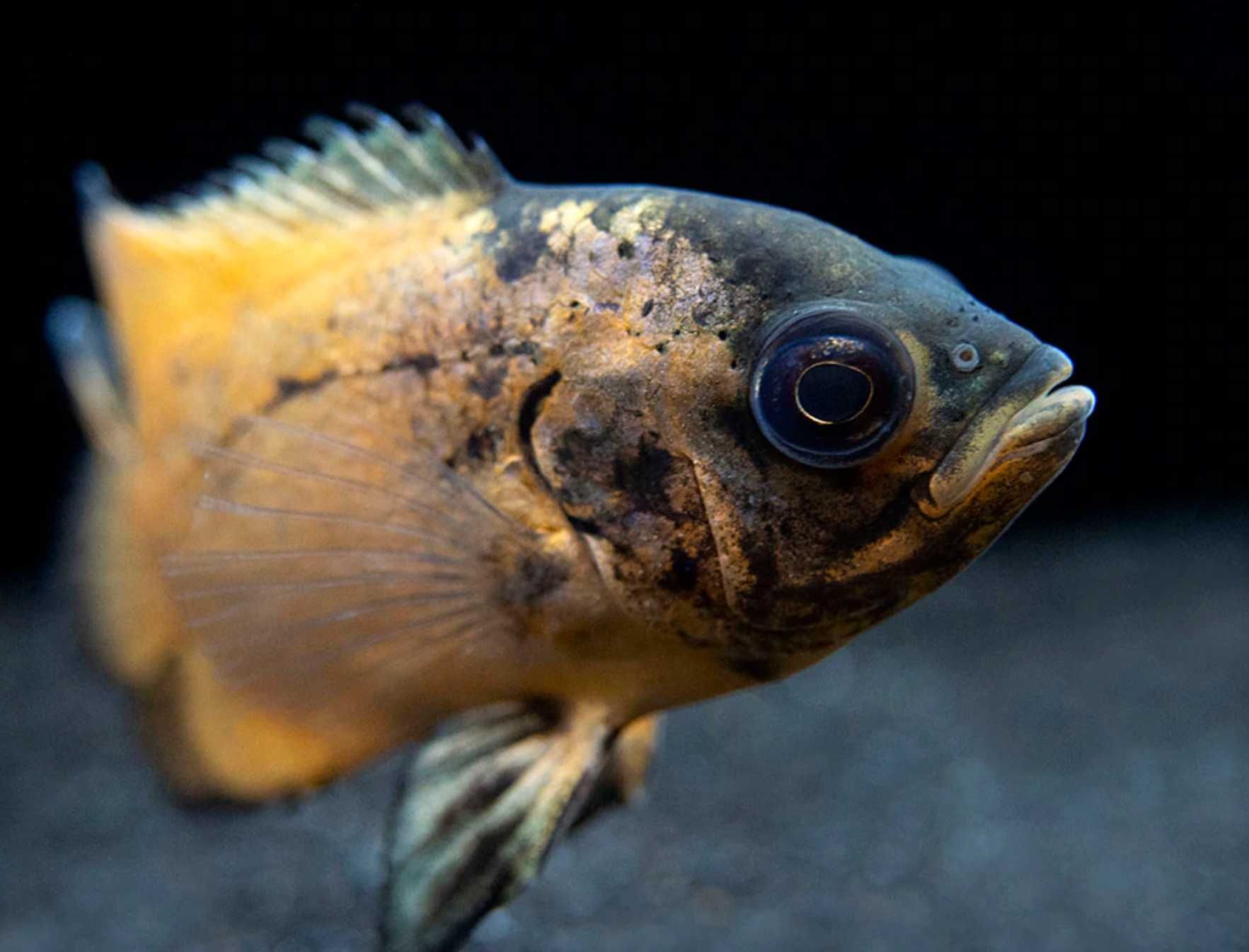 Pielęgnica pawiooka odmiana RED - Astronotus ocellatus - dowóz