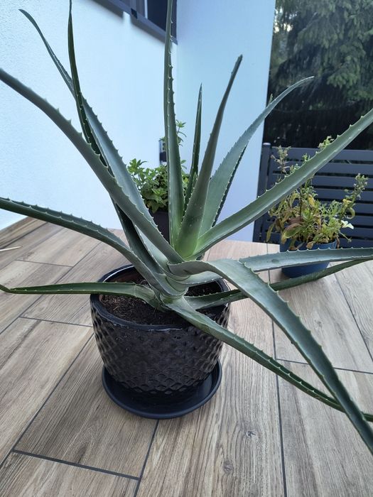 Aloes duży kwiat doniczkowy
