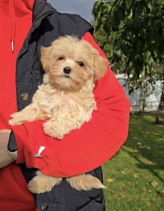 Неймовірні дівчатка. Мальтіпу Ф1.