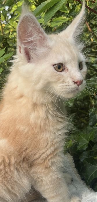 Daytona - kotka rasy Maine Coon