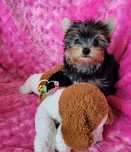 Yorkshire terrier piesek
