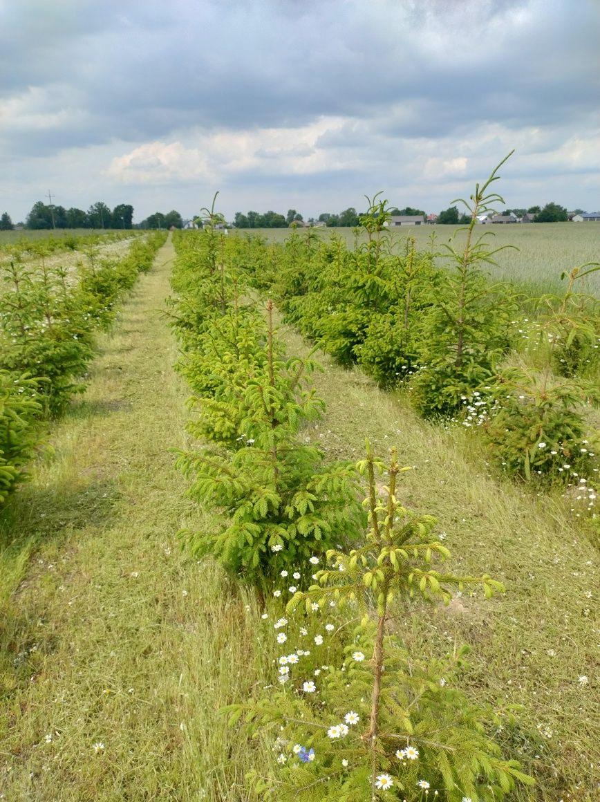 Działka inwestycyjno -budowlana,Krzewica