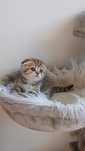 Macho scottish  fold