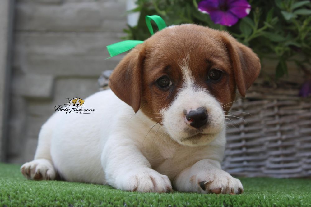 Piesek Jack Russell Terrier ZKwP FCI*Gotowy do odbioru*