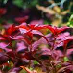 Ludwigia repens rubin (planta aquário)