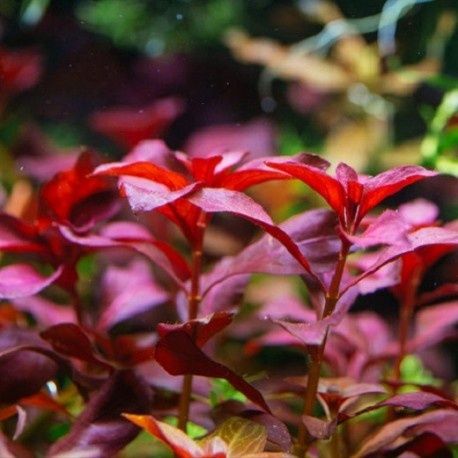 Ludwigia repens rubin (planta aquário)