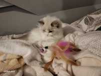 Piekny kotek Ragdoll