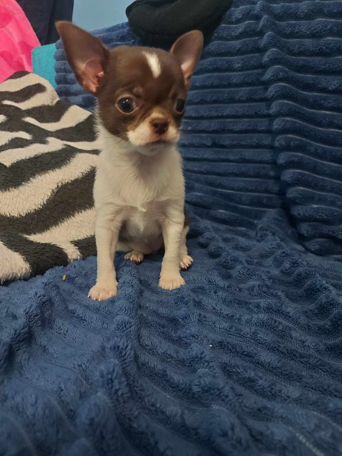 Chihuahua suczka mini