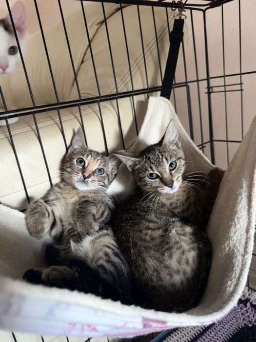 Cudowne koteczki do adopcji