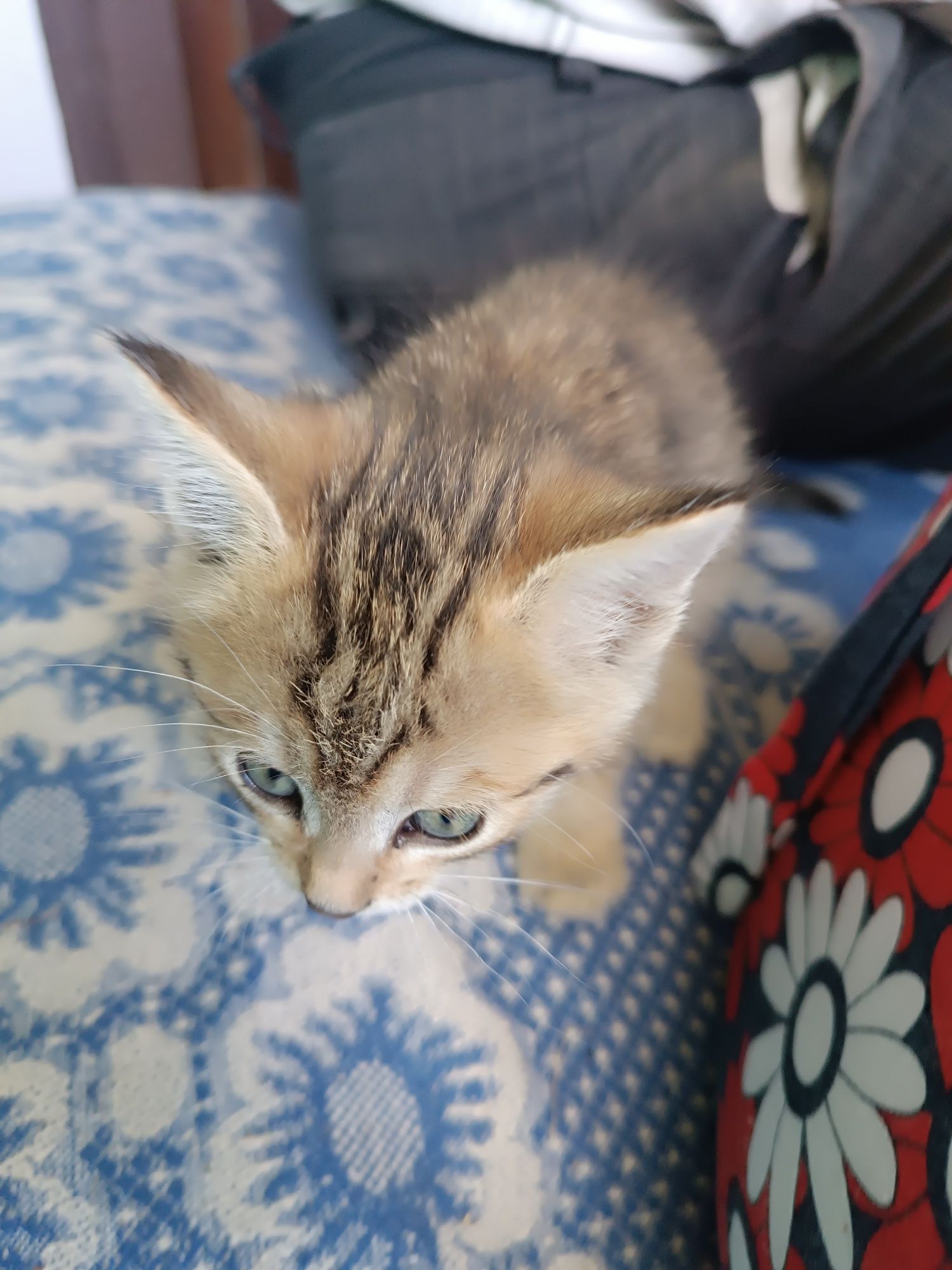 Безкоштовно котята