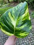Epipremnum aureum duża forma