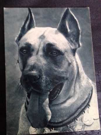 Продам открытки "Породы собак" из-во Планета, Москва 1969 г.