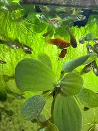 Водорості плаваючий салат Пістія капуста акваріумна рослина